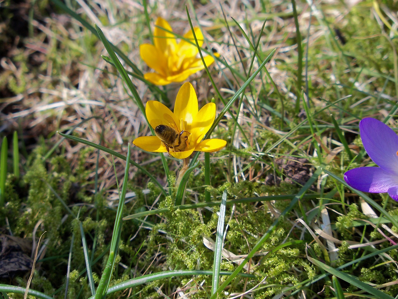 wild crocus crocus spring awakening free photo