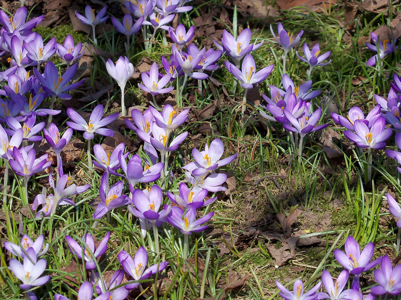 wild crocus crocus spring awakening free photo