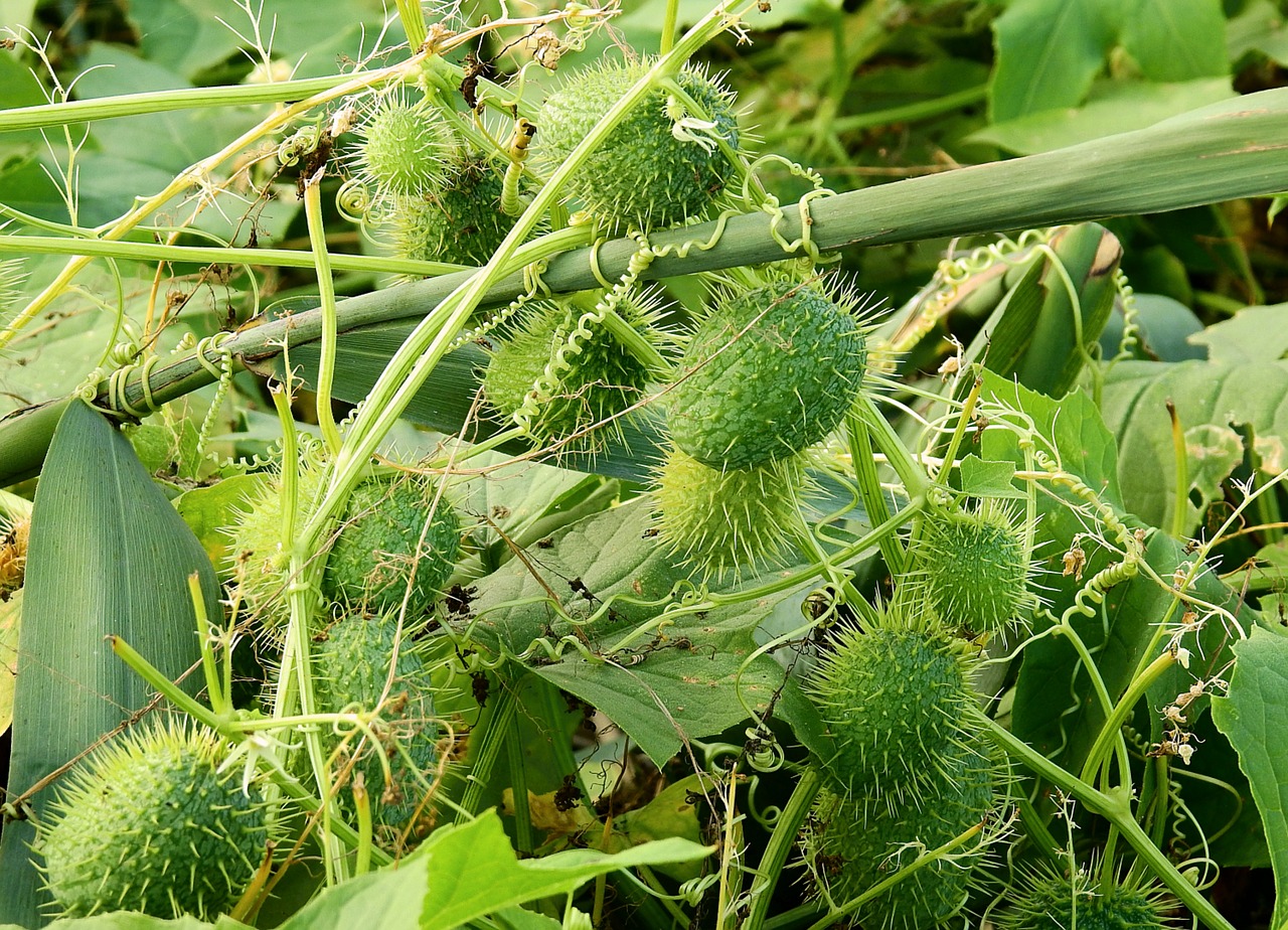 wild cucumber  nature  plant free photo