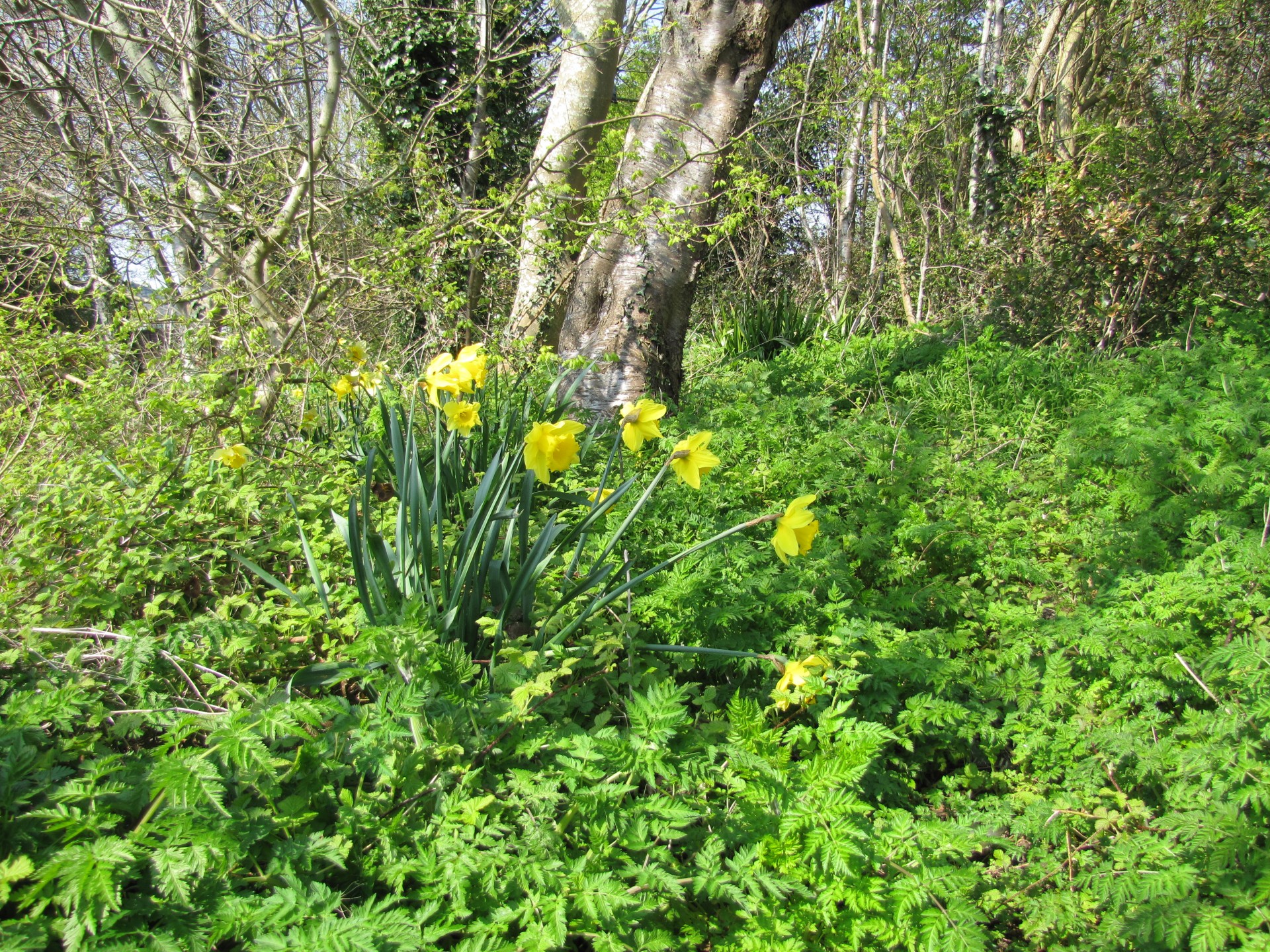 wild daffodils wild flowers nature free photo