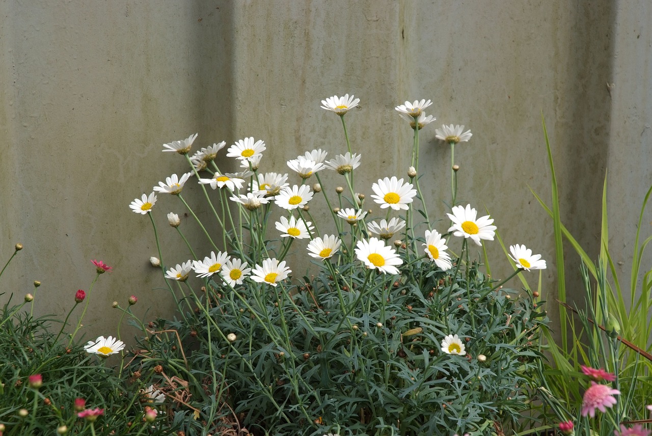 wild daisies dog daisies fence and daisies free photo