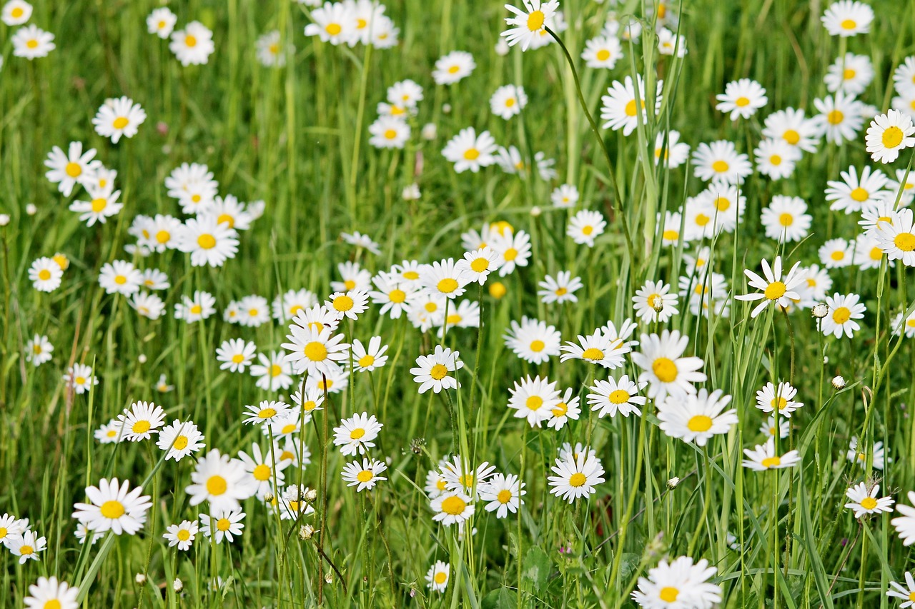 wild daisies daisies meadow free photo