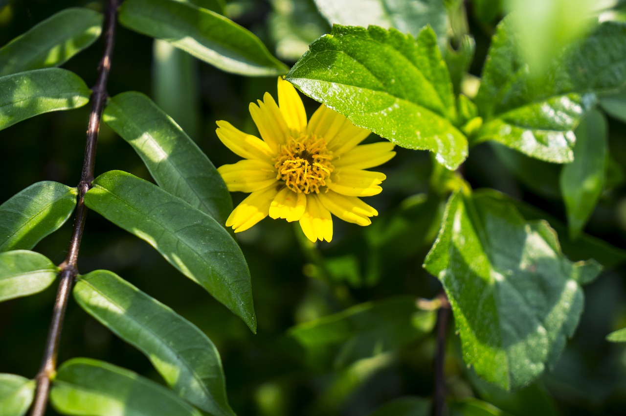 wild daisies green leaf natural free photo