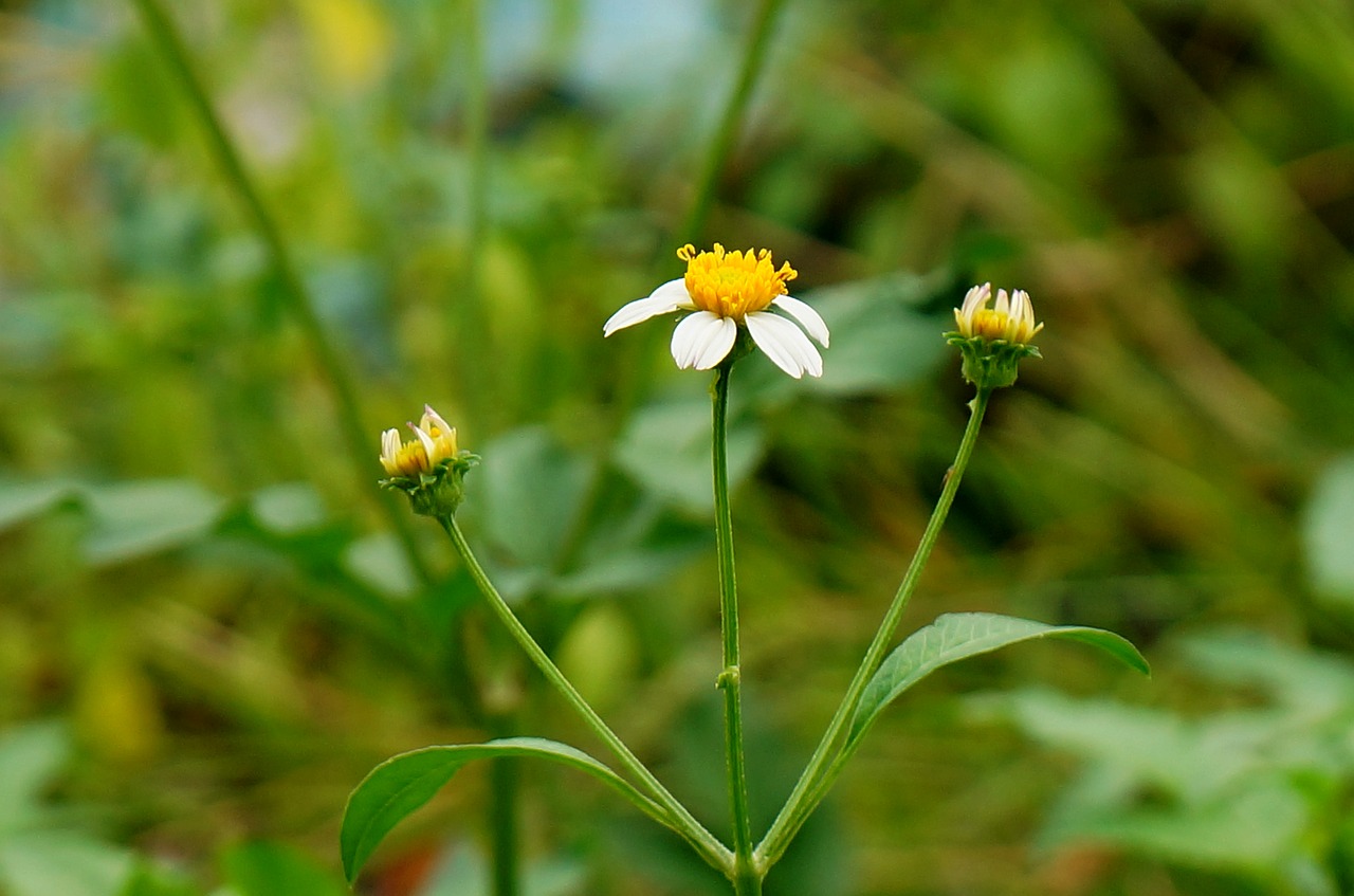 wild daisies white natural free photo