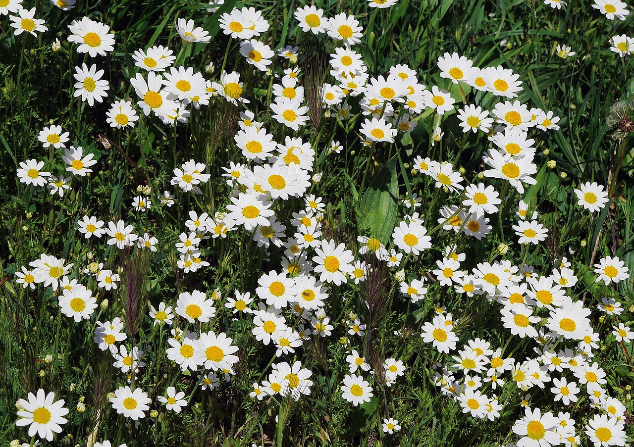 wild daisies  carpet of flowers  grass surface free photo