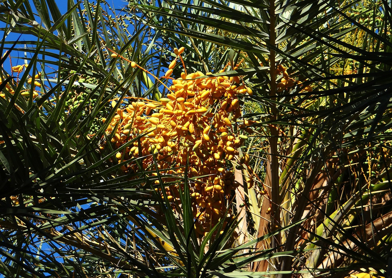 wild date palm phoenix sylvestris toddy palm free photo