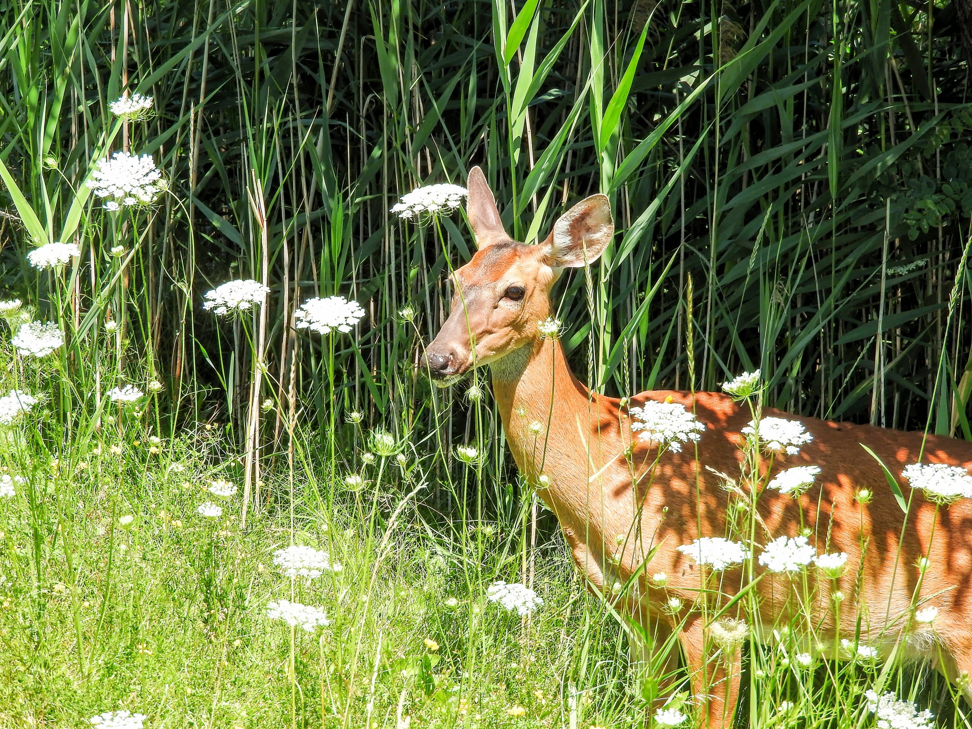 deer female portrait free photo