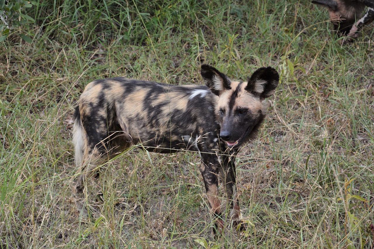 wild dog africa predator free photo