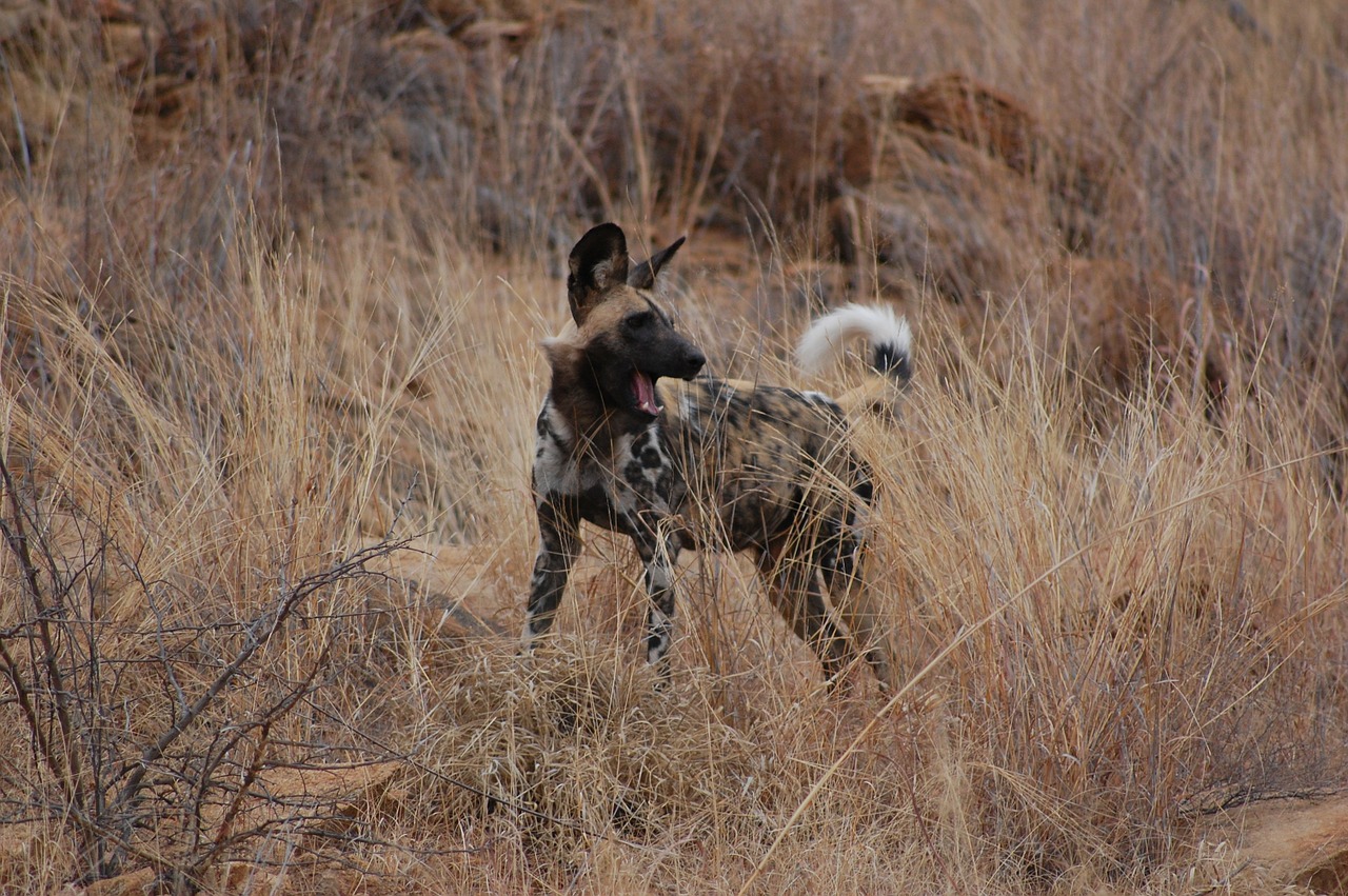 wild dog hound safari free photo