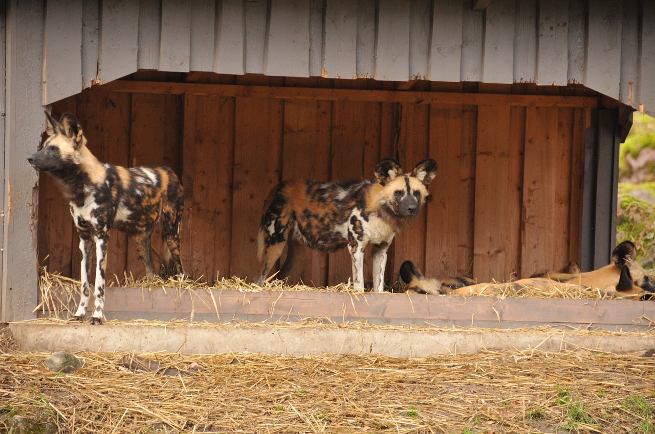 wild dogs animals zoo free photo