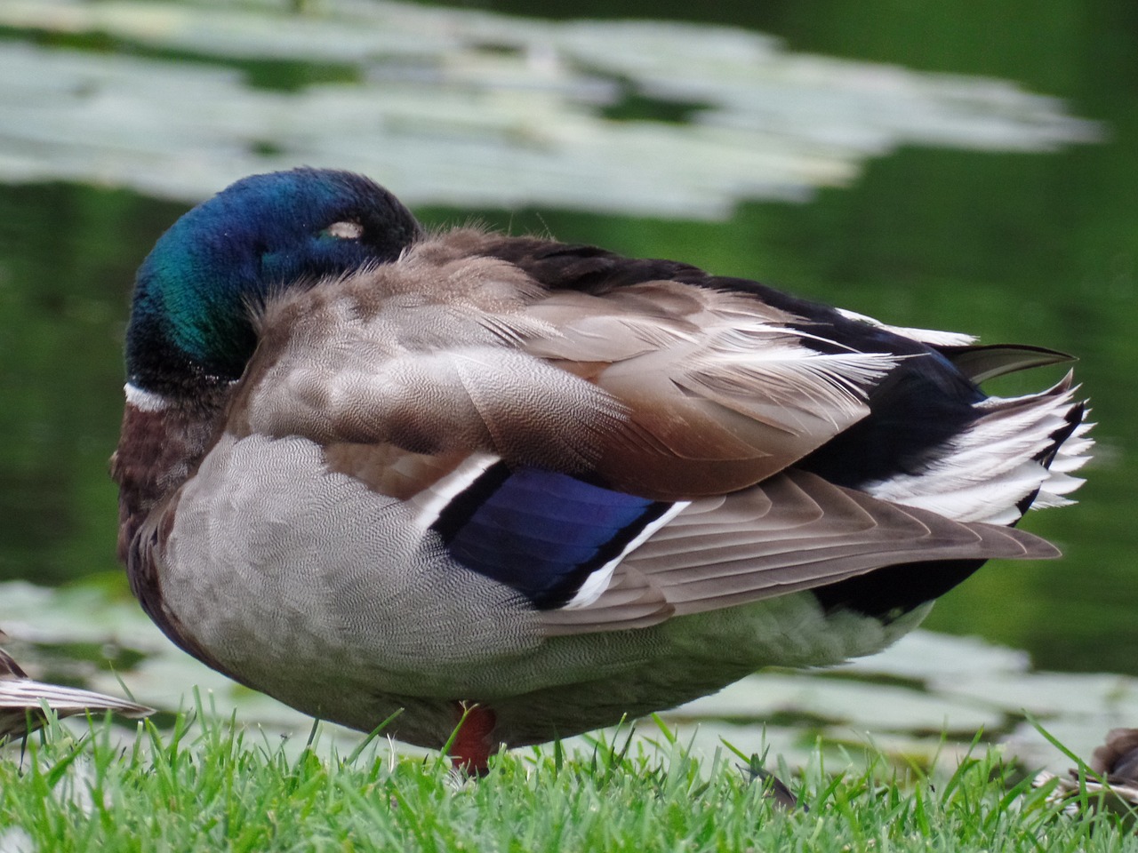 wild duck mallard animals free photo