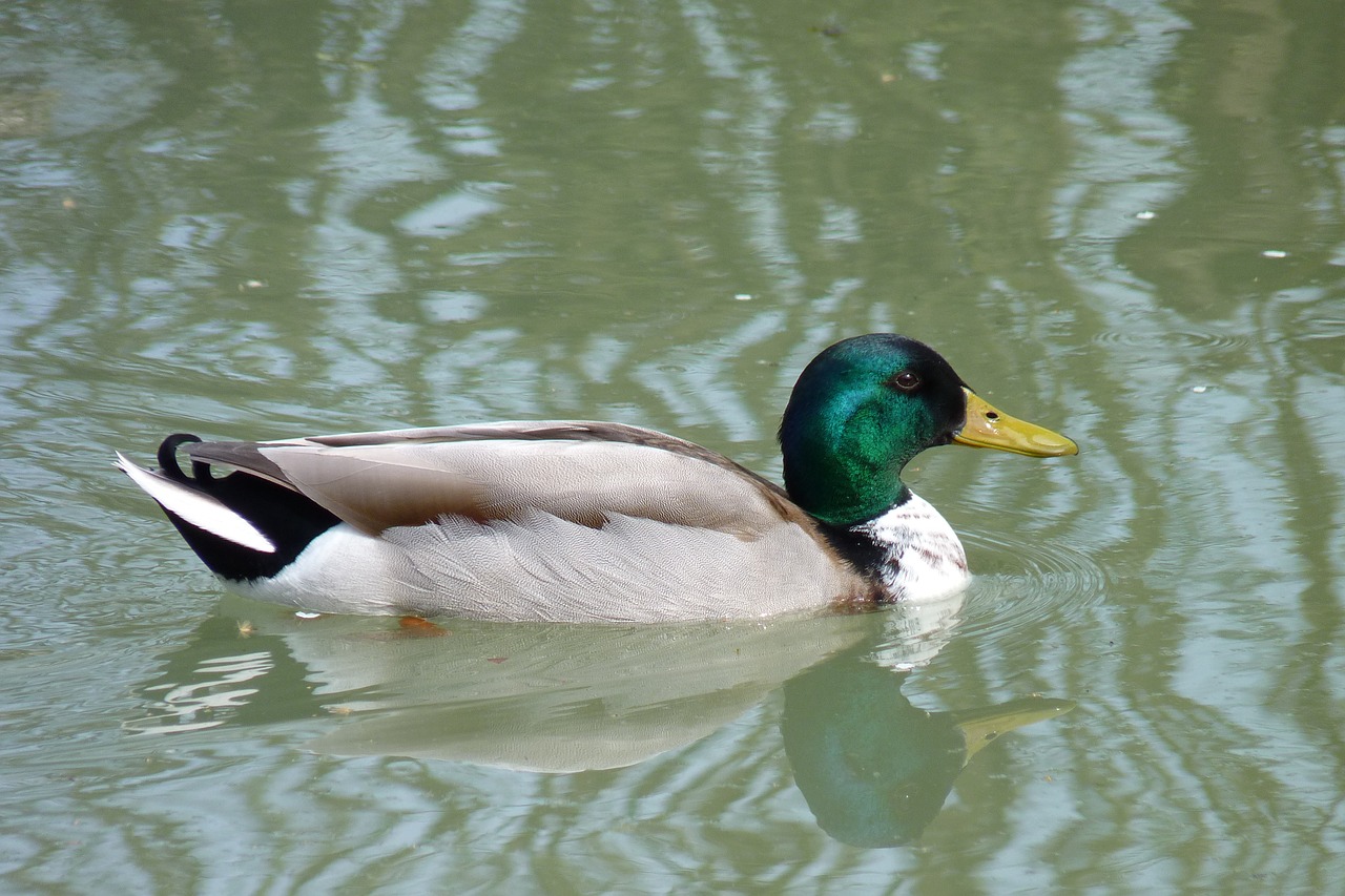 wild duck pond nature free photo