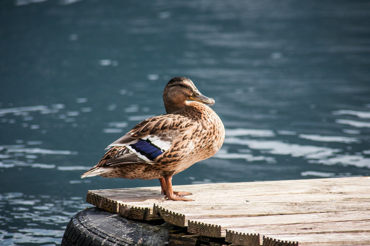 wild duck wild ducks duck free photo