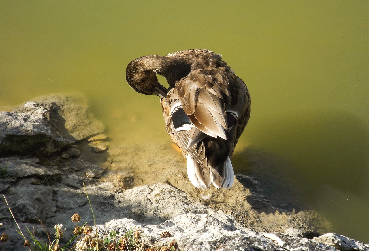 wild duck  nature  body of water free photo