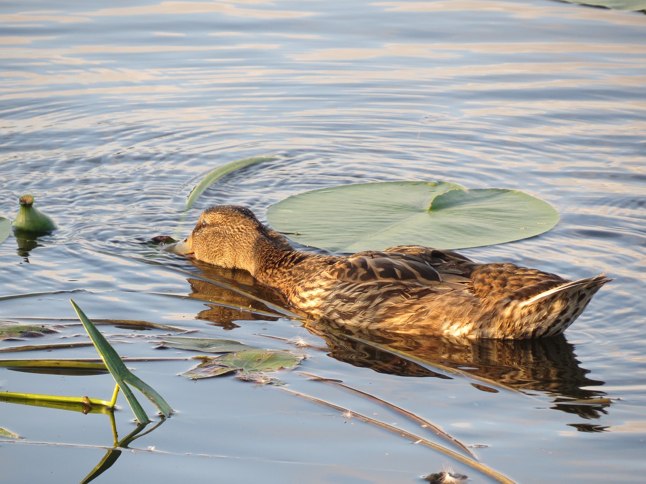 wild duck  mallard  lake free photo
