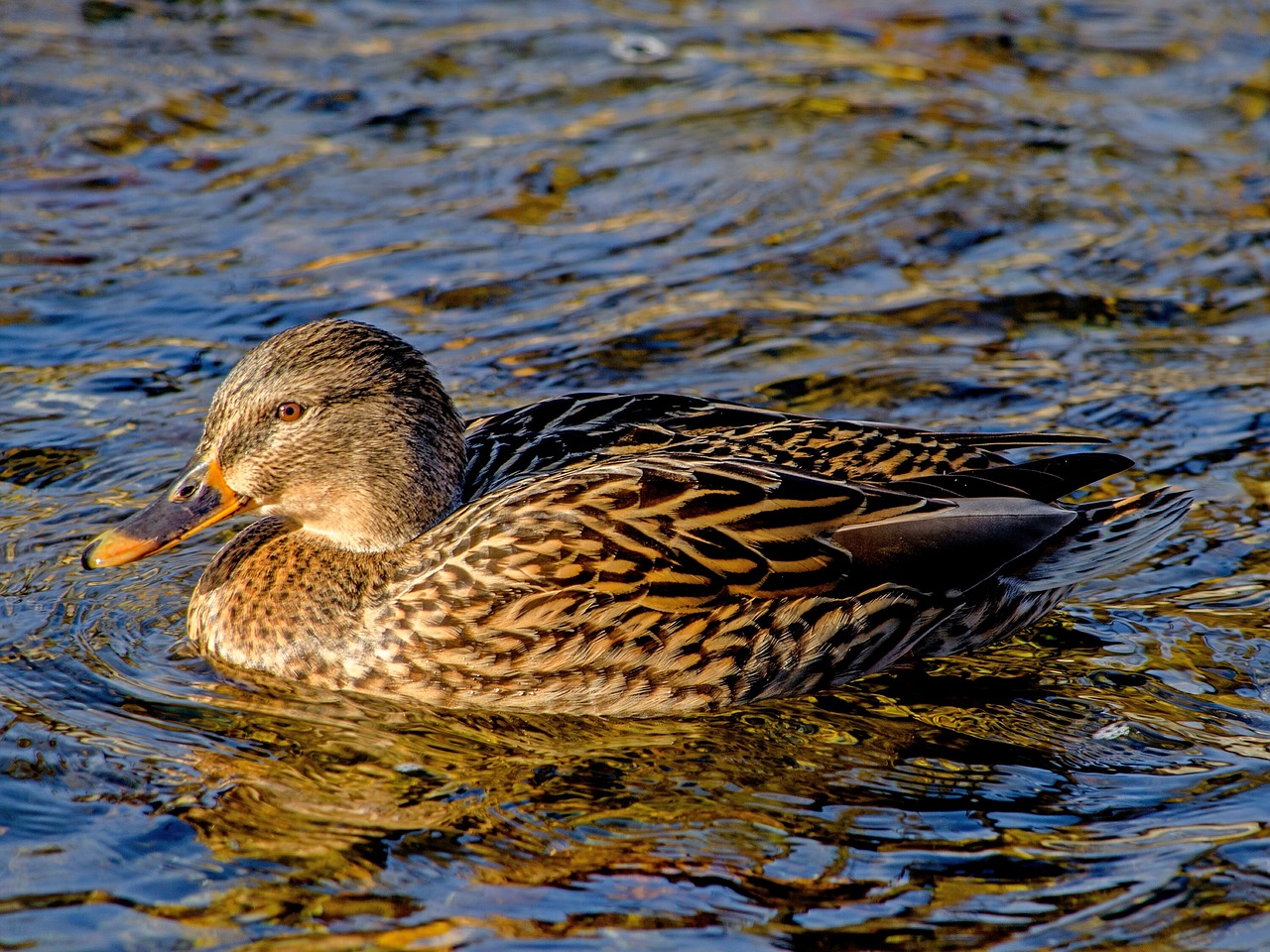 wild duck  animal  river free photo