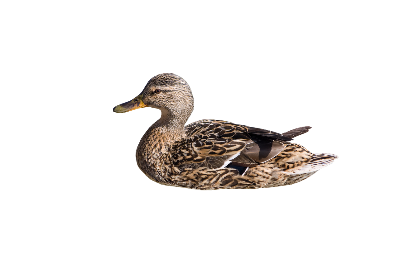 wild duck  swim  hen free photo