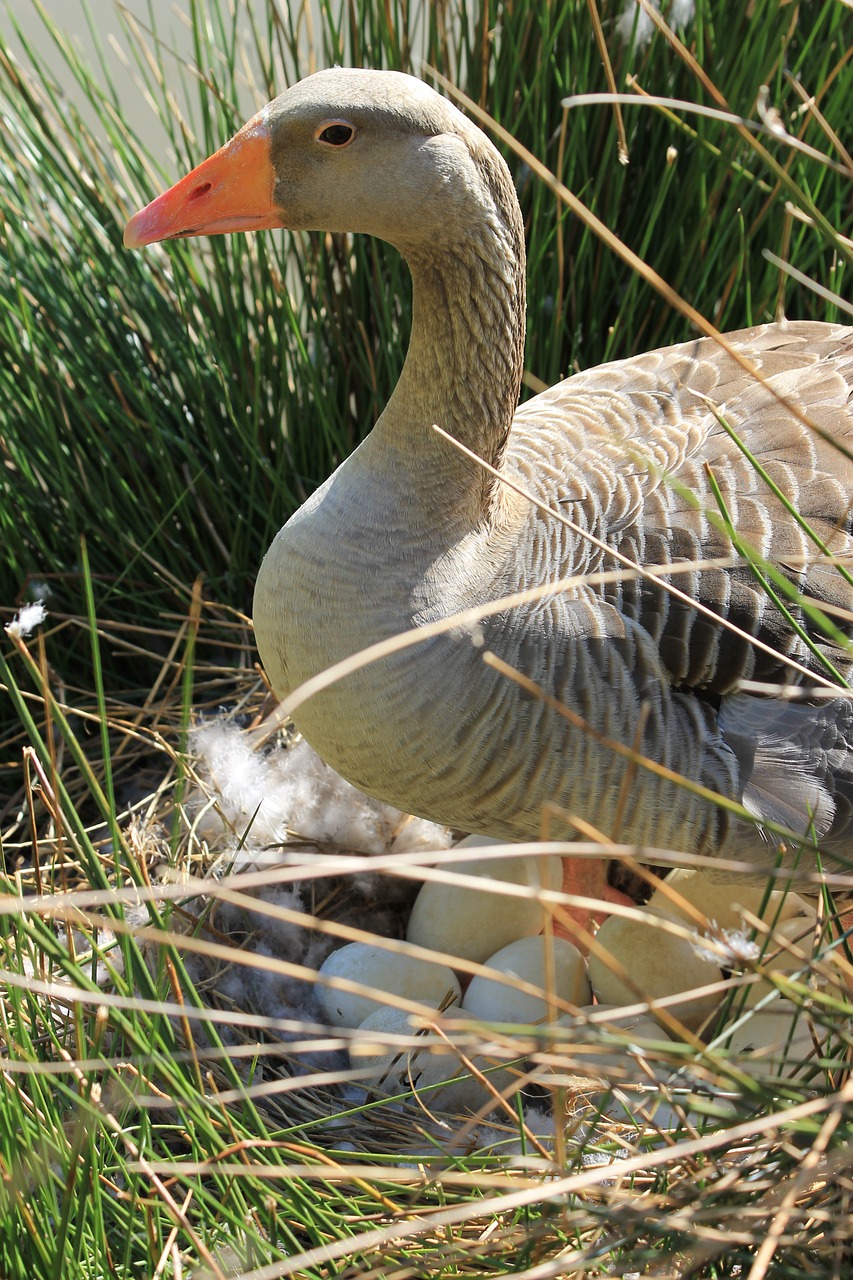 wild duck duck animals free photo