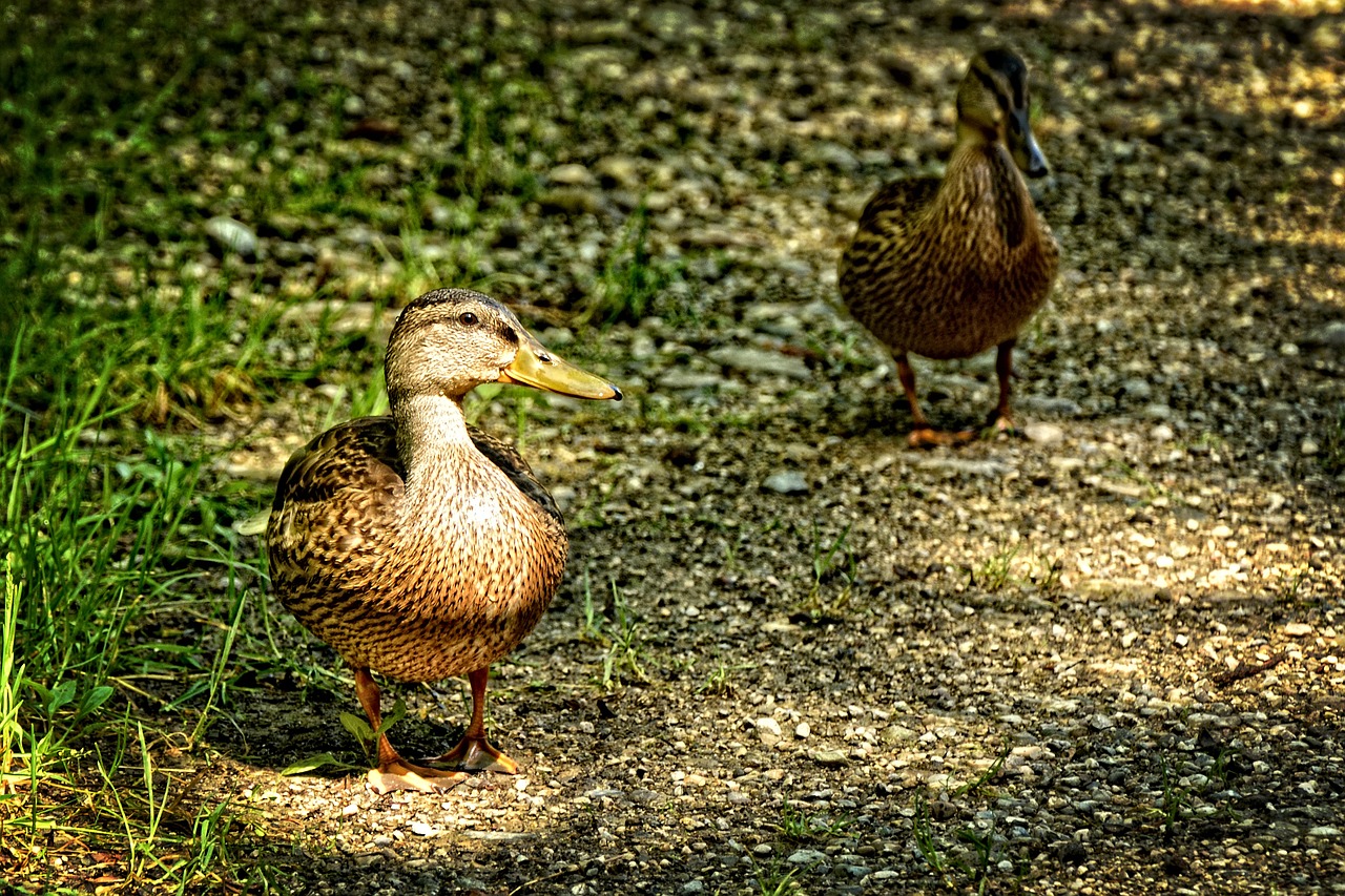 wild duck duck female free photo