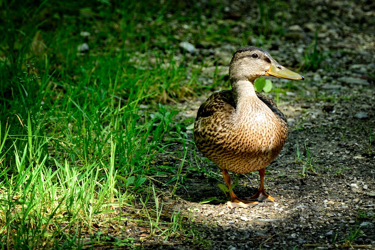 wild duck duck female free photo