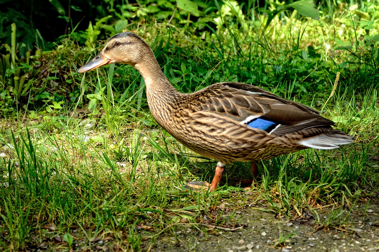 wild duck duck female free photo