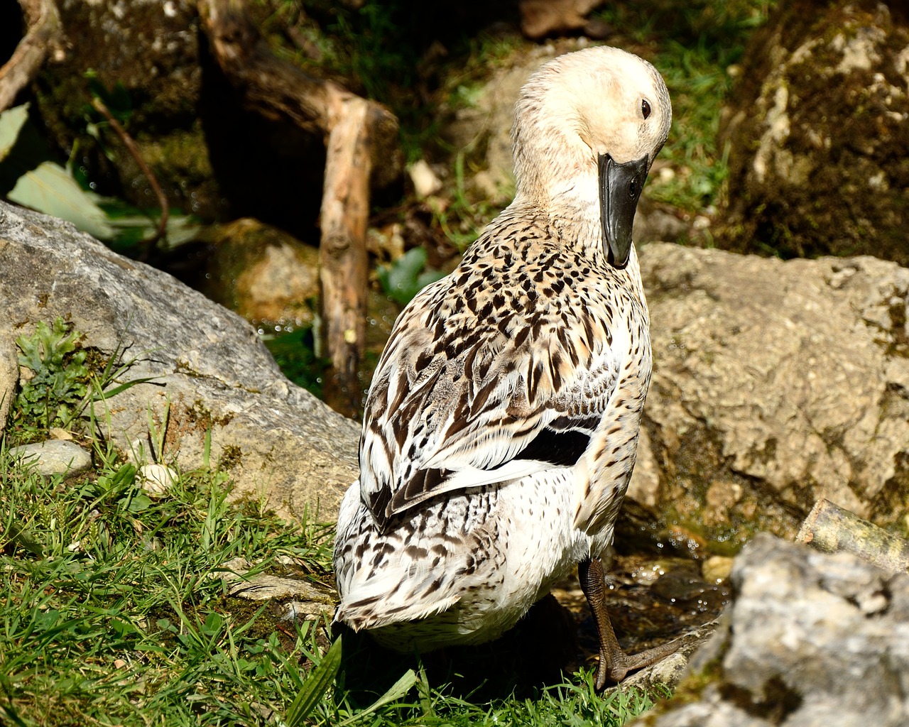 wild duck duck female free photo