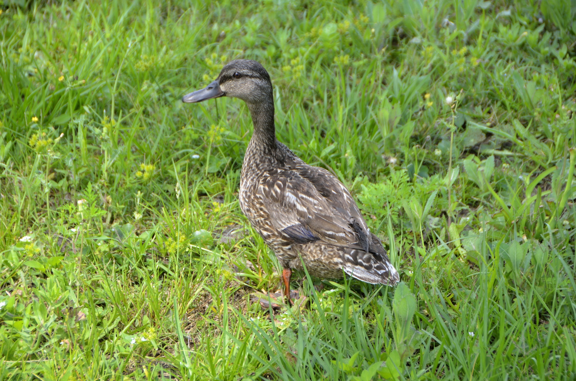 aquatic bill birds free photo