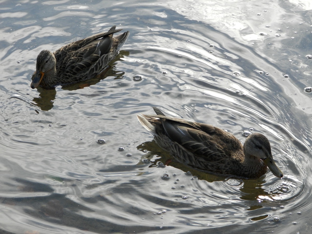 wild ducks lake water free photo