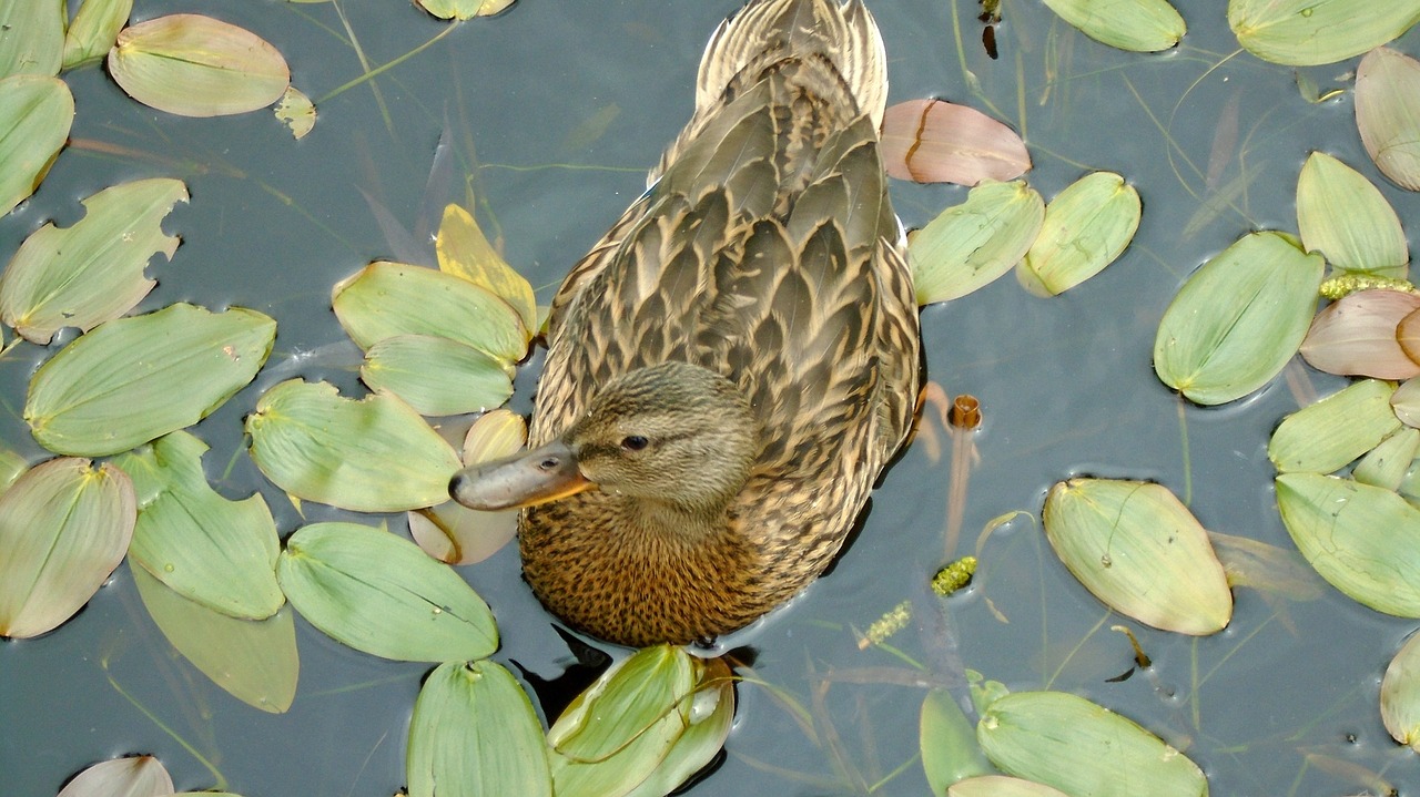 wild ducks nature animal free photo