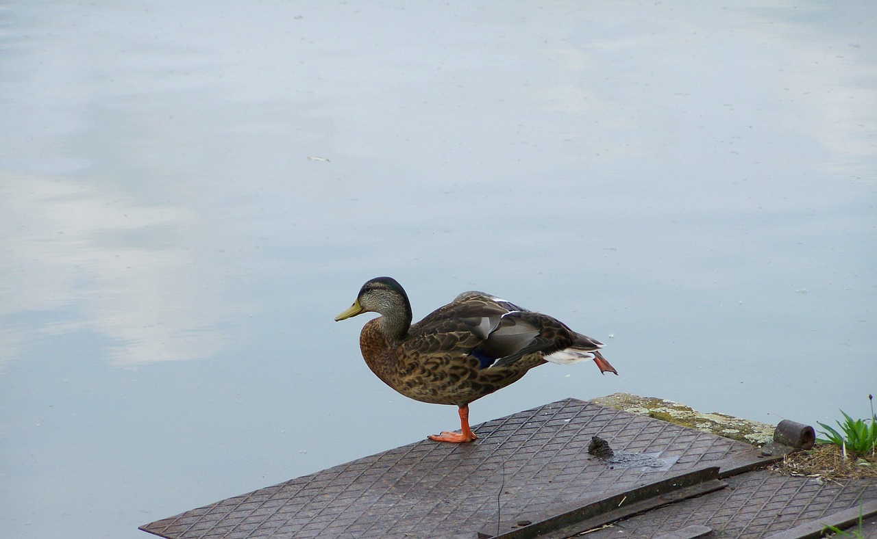 wild ducks waterfowl nature free photo