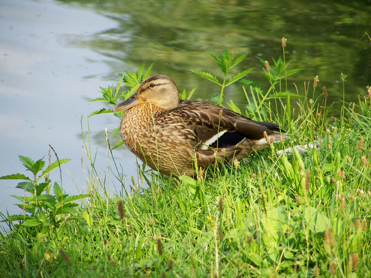 wild ducks waterfowl nature free photo