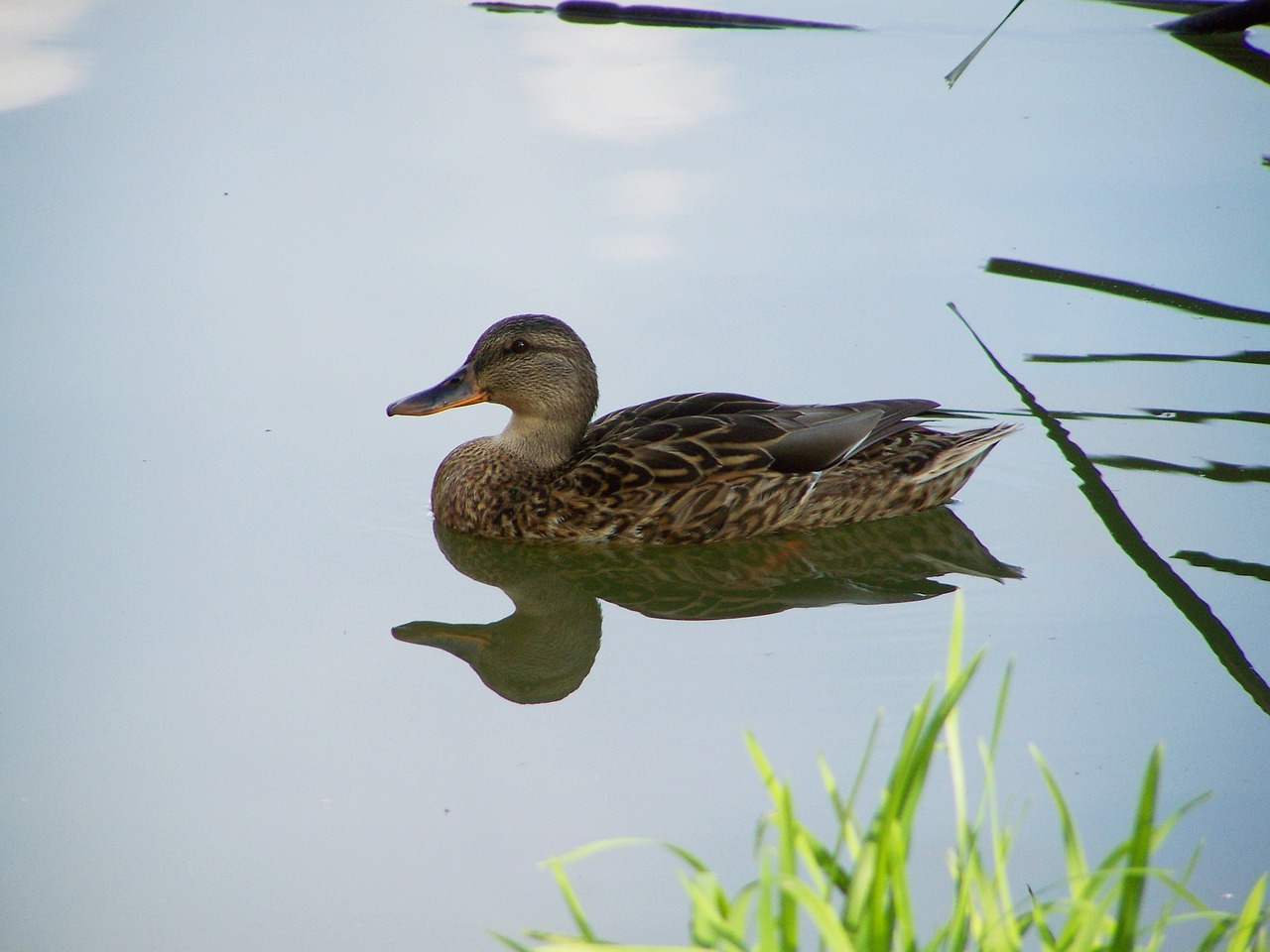 wild ducks waterfowl nature free photo