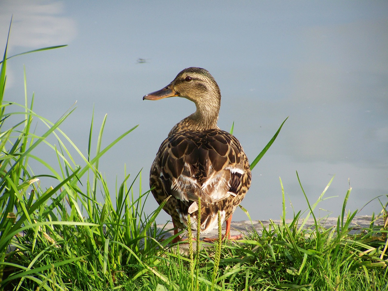 wild ducks waterfowl nature free photo