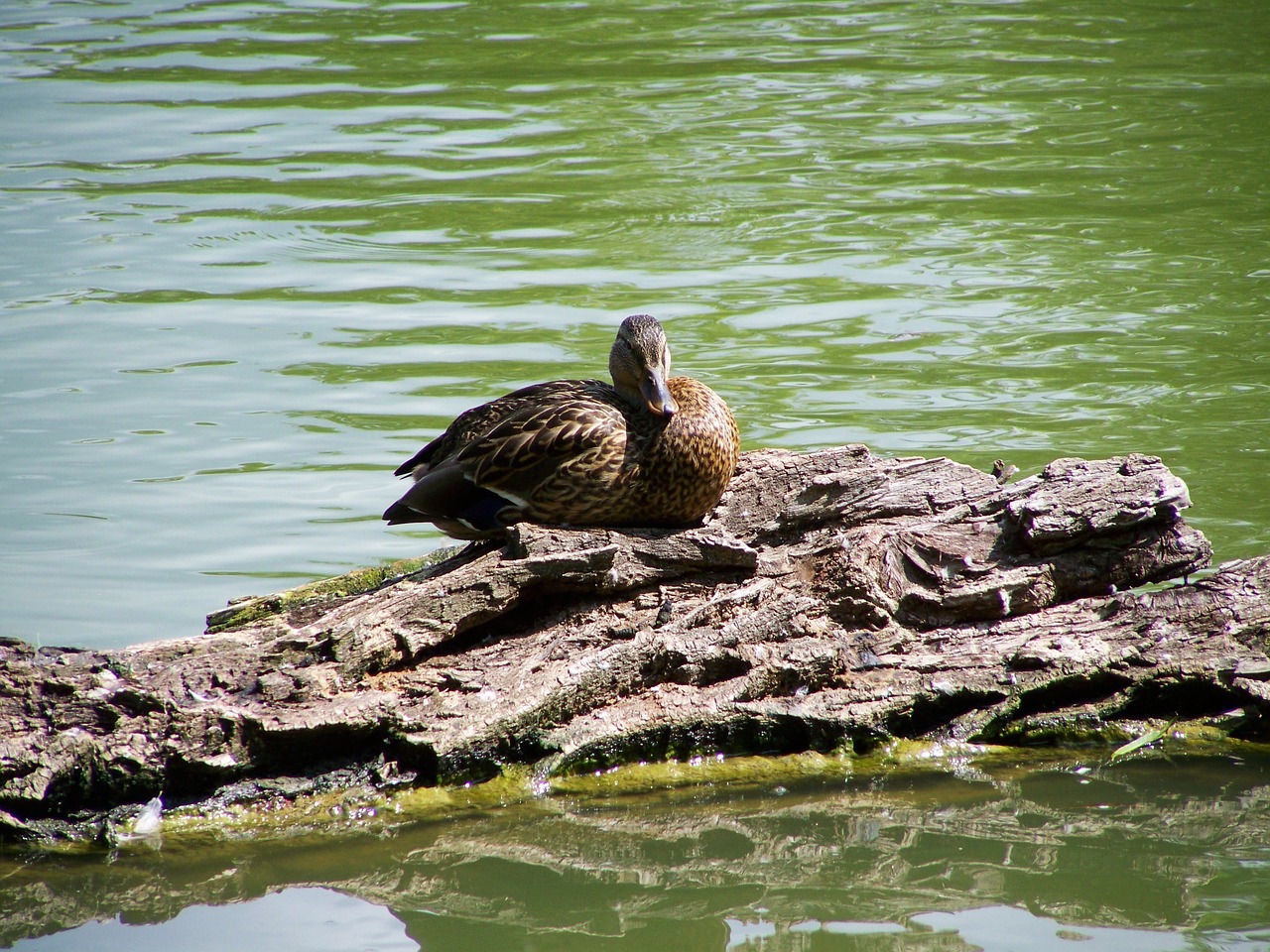 wild ducks waterfowl nature free photo