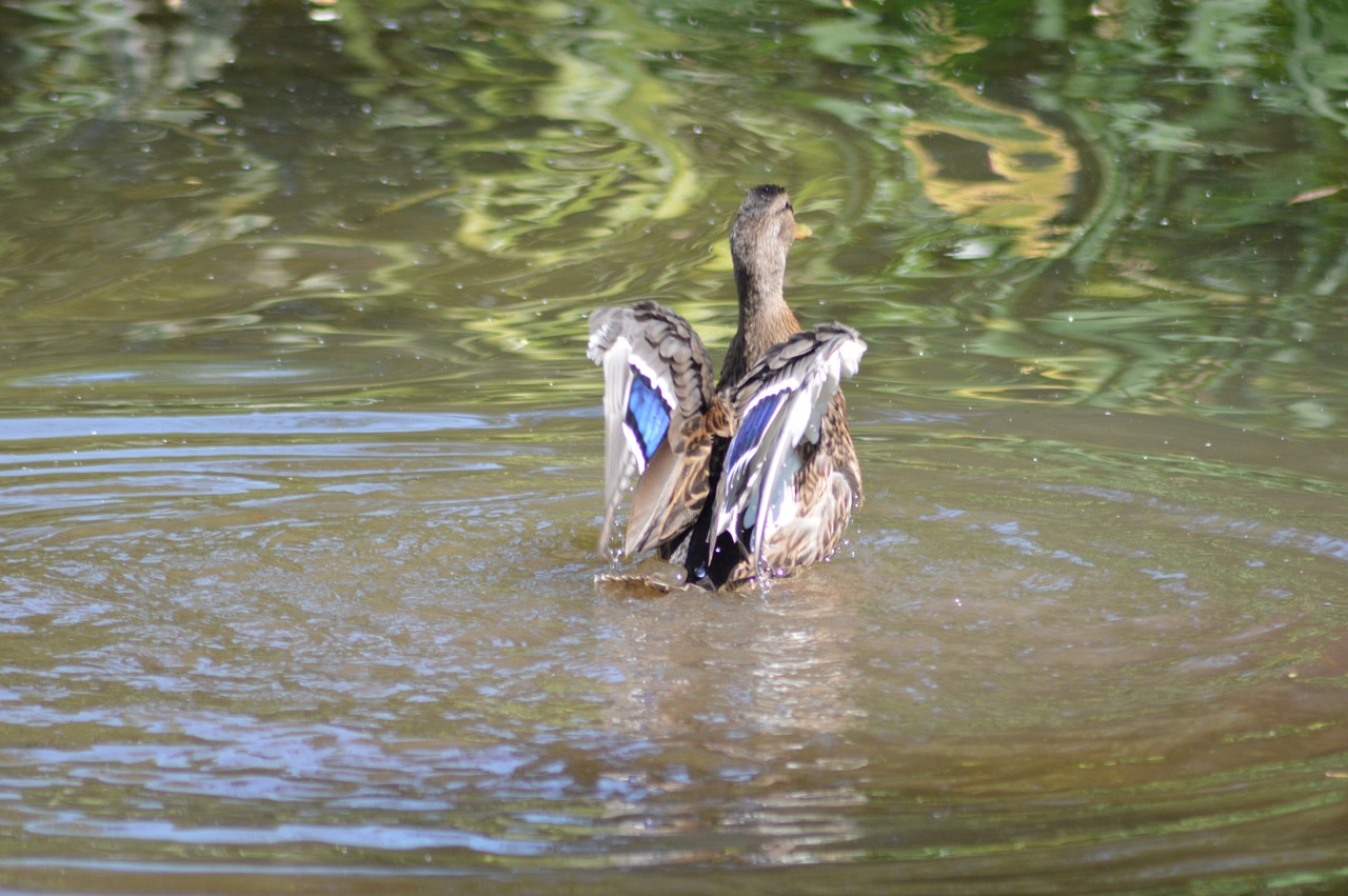 wild ducks lake animal free photo