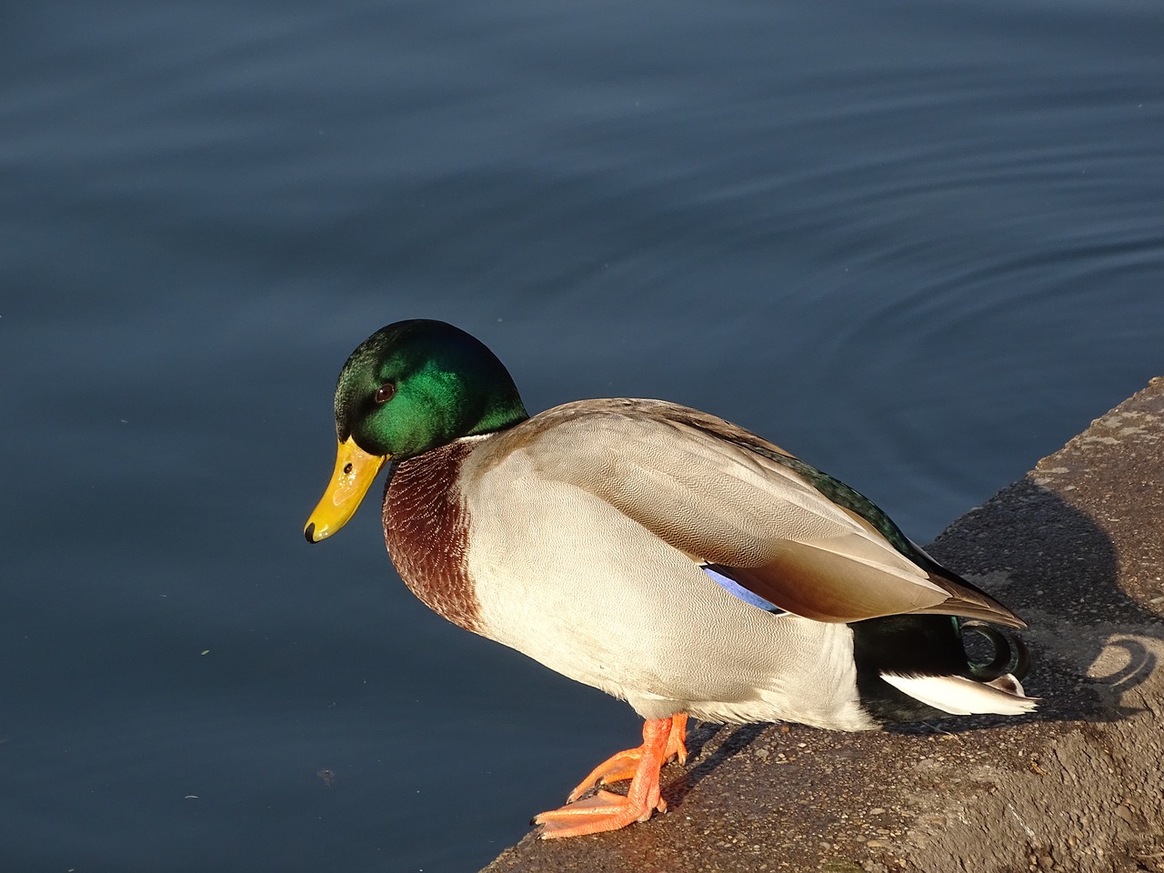 wild ducks duck állatportré free photo