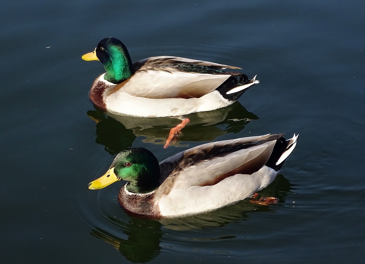 wild ducks water bird bird free photo