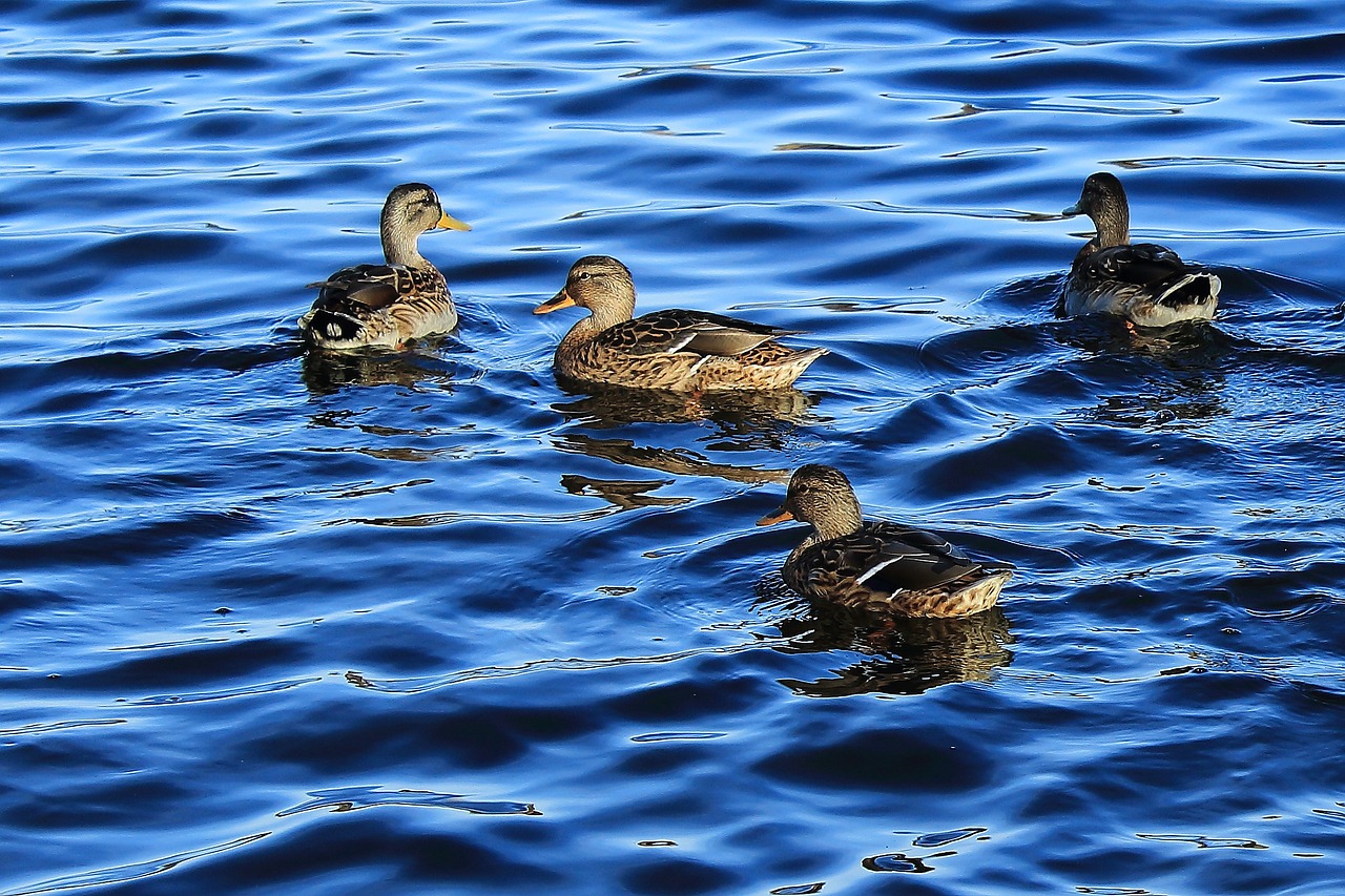 wild ducks pond duck free photo