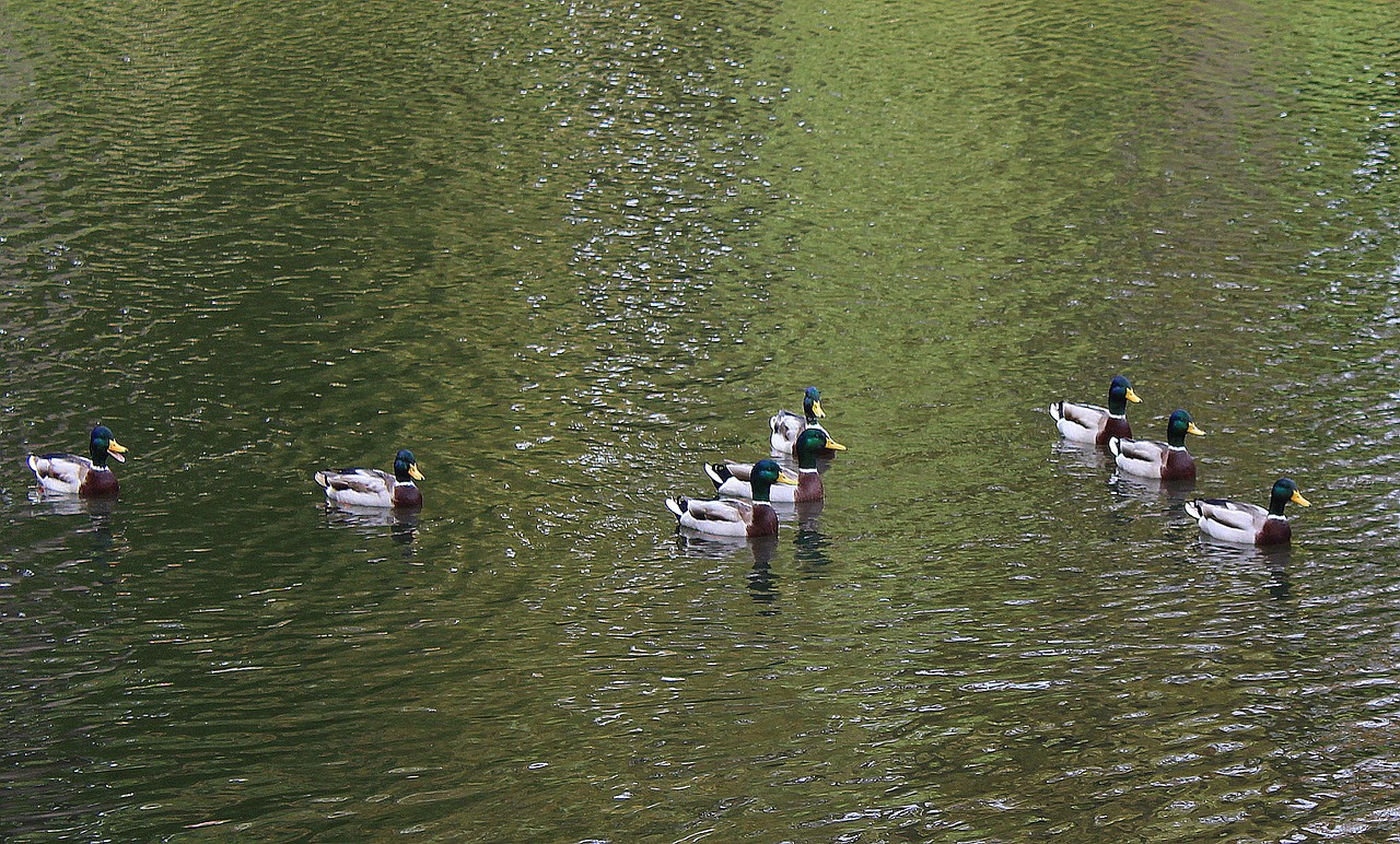 wild ducks mallard duck pond free photo