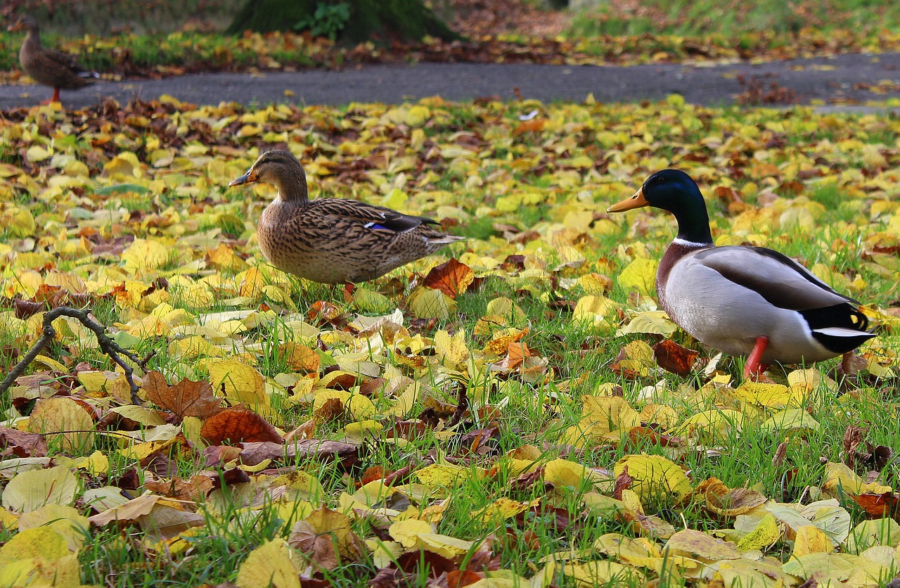 wild ducks para wild birds free photo