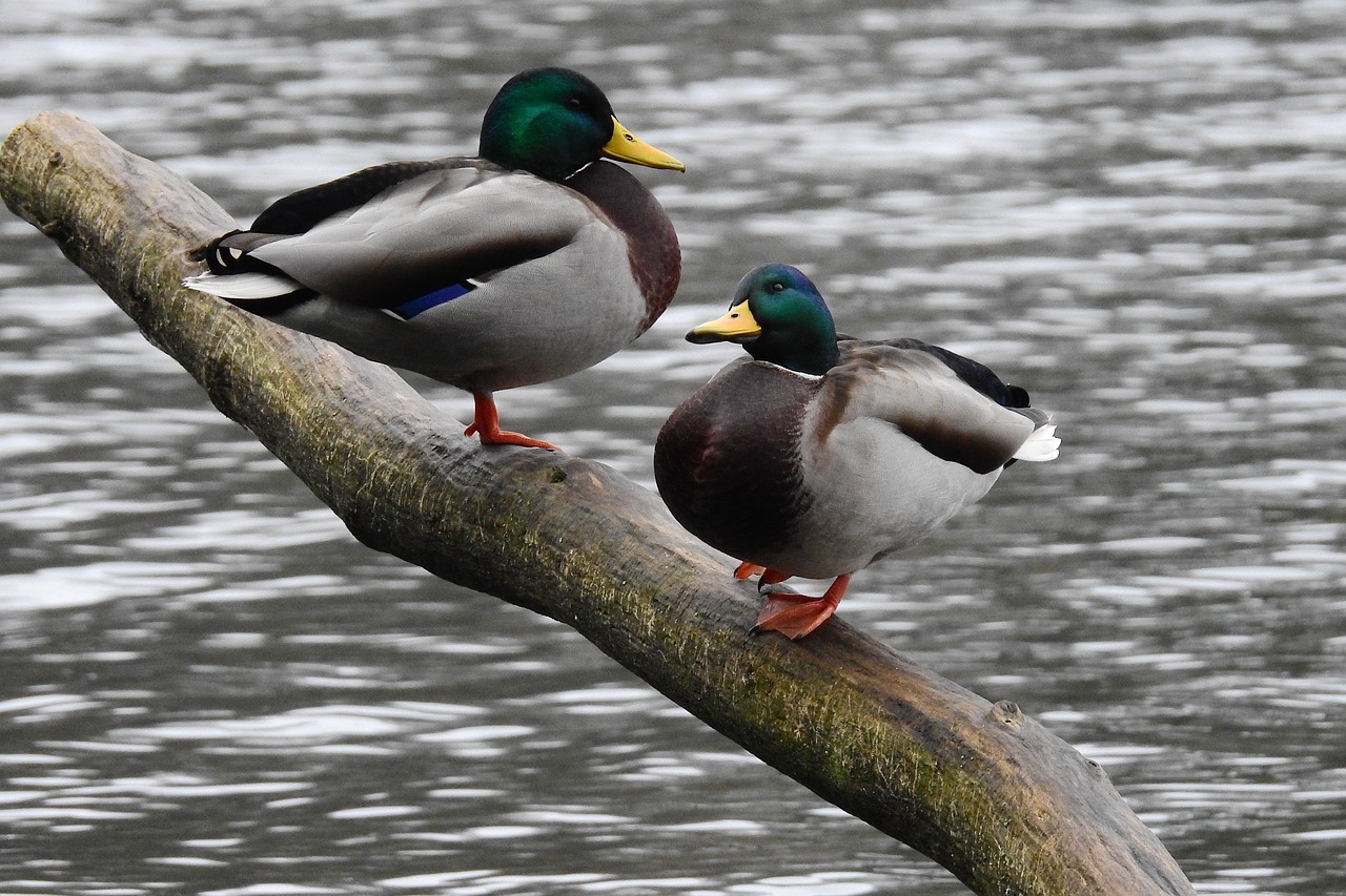 wild ducks nature water free photo