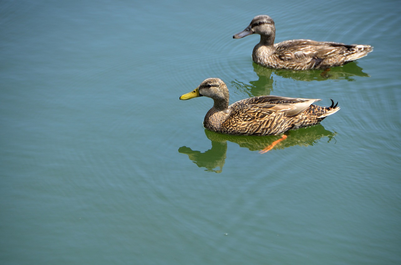 wild ducks  wading  animal free photo