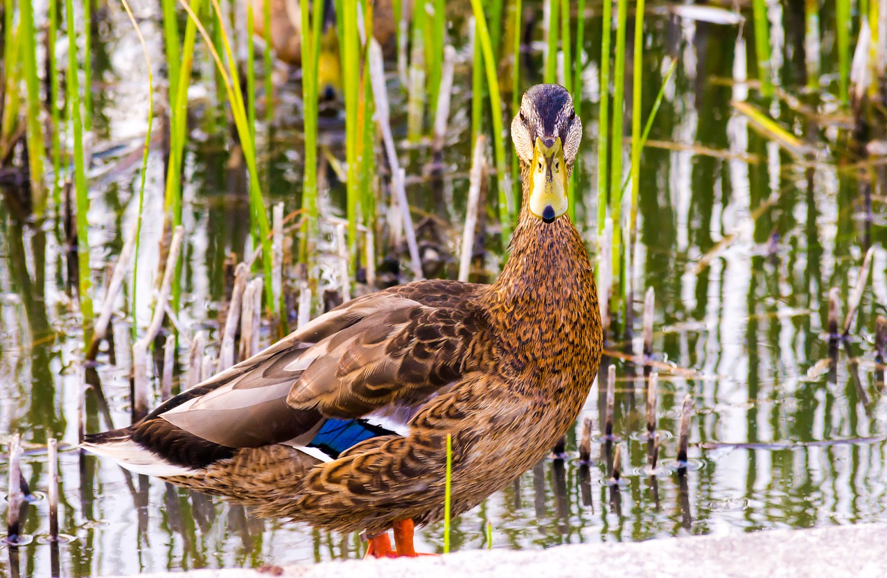 wild ducks  lake  nature free photo