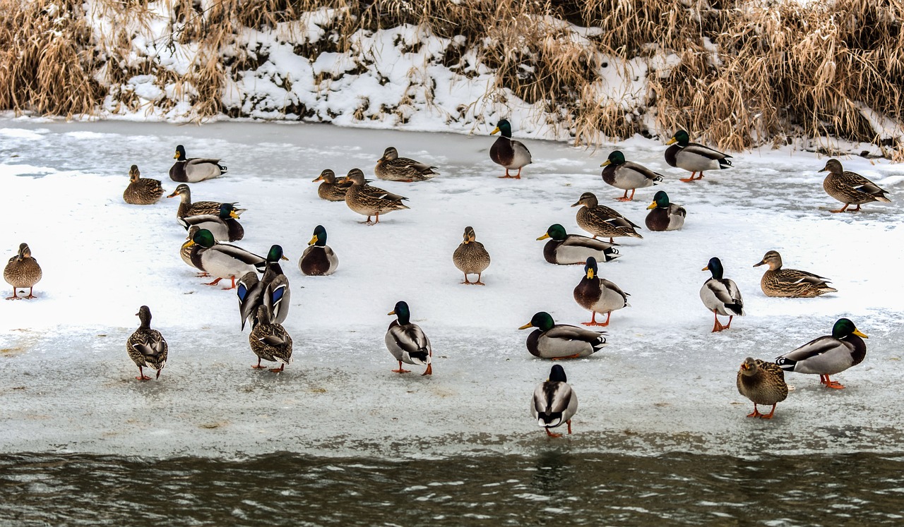 wild ducks  river  water free photo