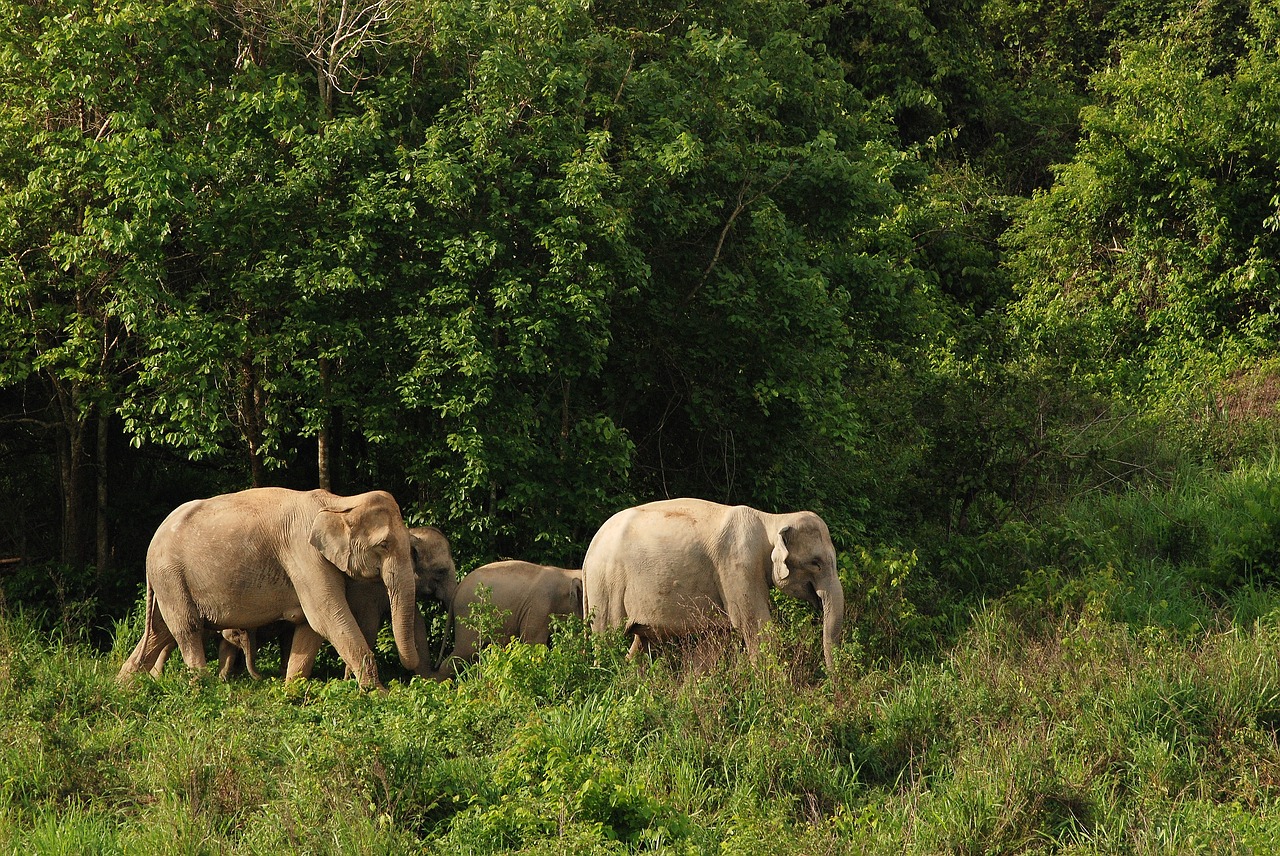 wild elephant elephant asia free photo