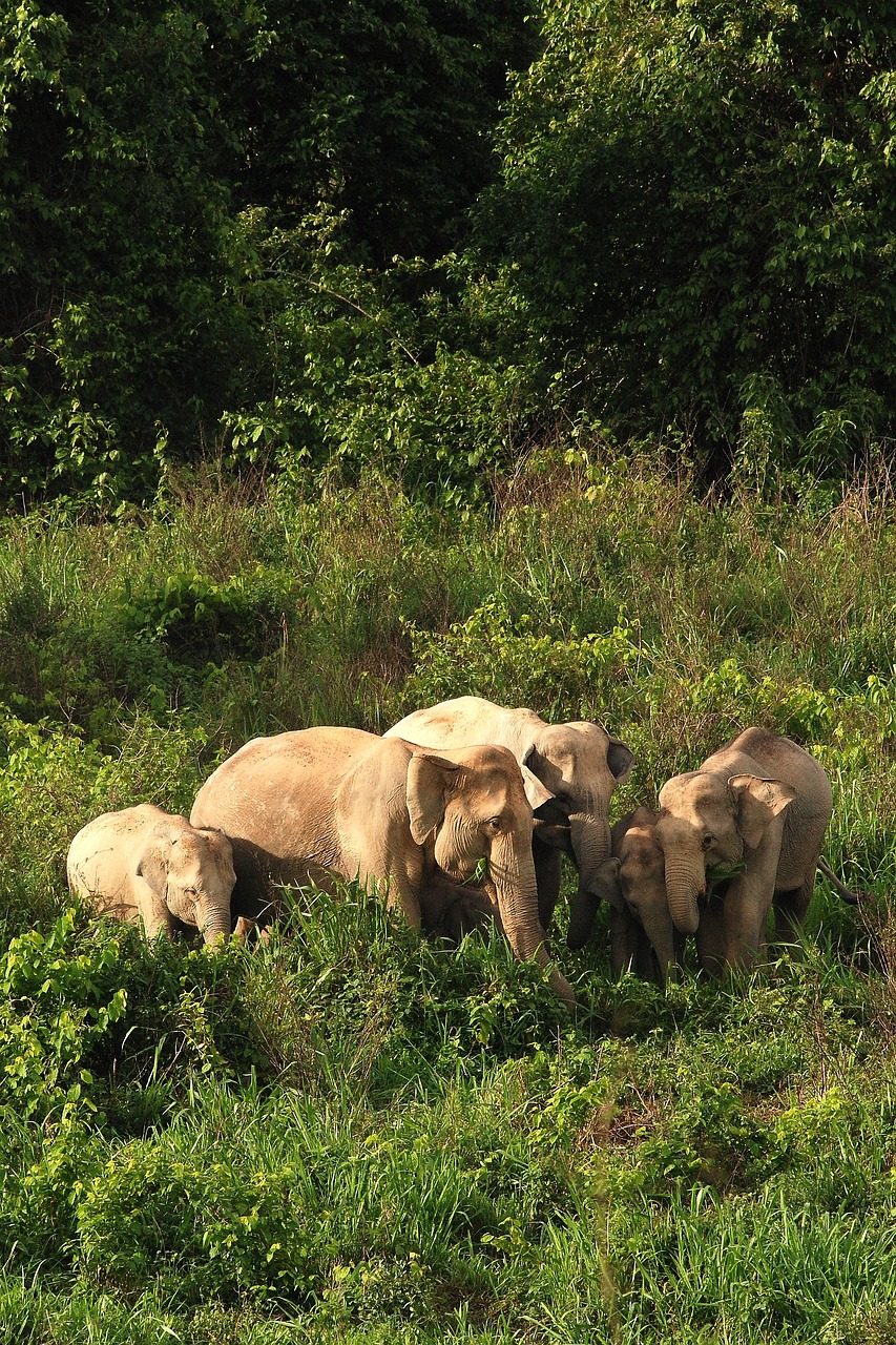 wild elephant elephant asia free photo