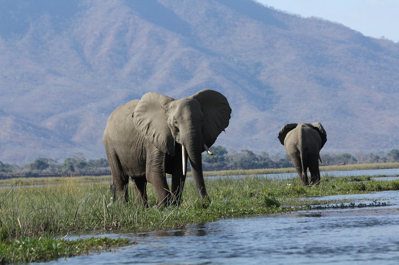 wild elephants wildlife nature free photo