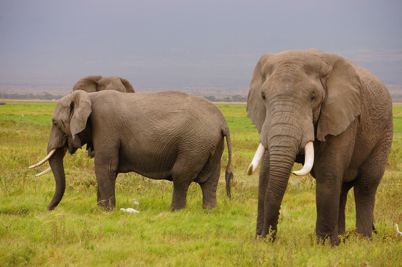 wild elephants wildlife nature free photo