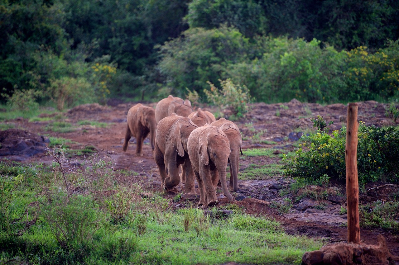 wild elephants wildlife nature free photo