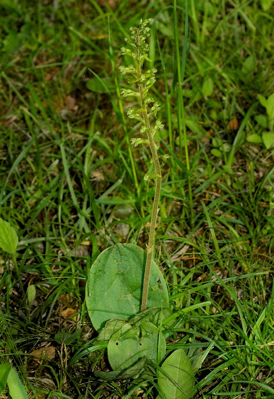 wild european orchid listera ovata orchid free photo